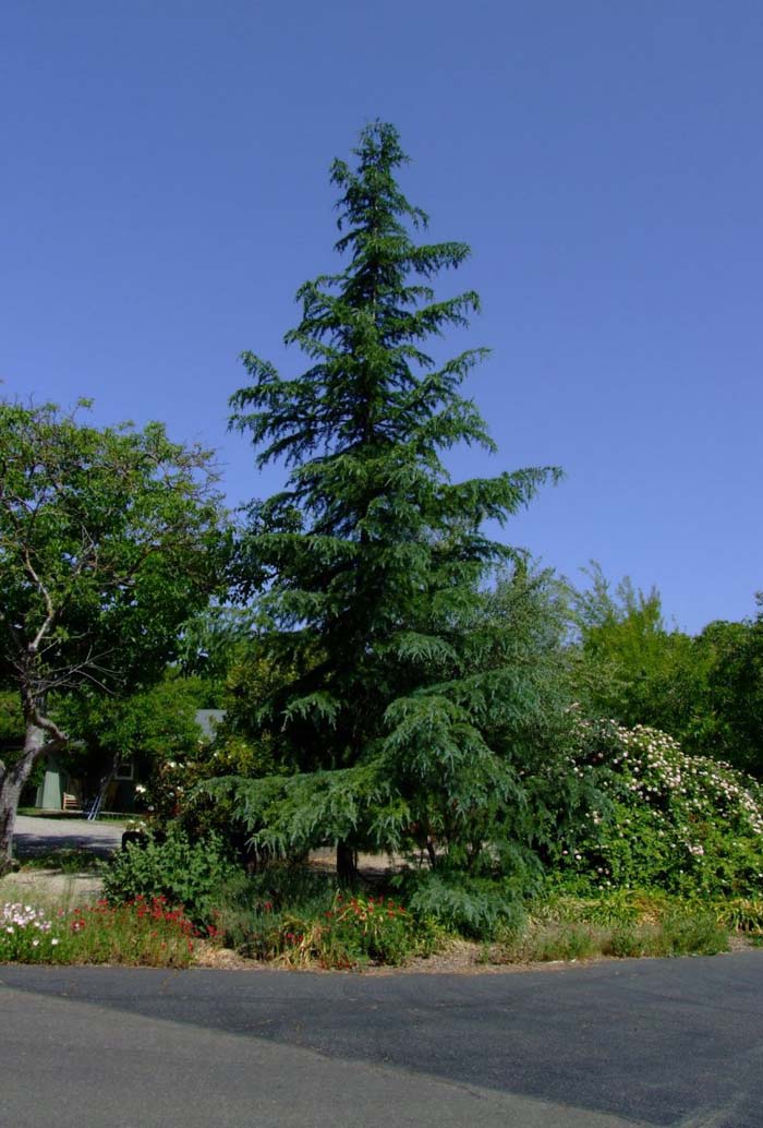 Deodar Cedar, Calif. Christmas Tree