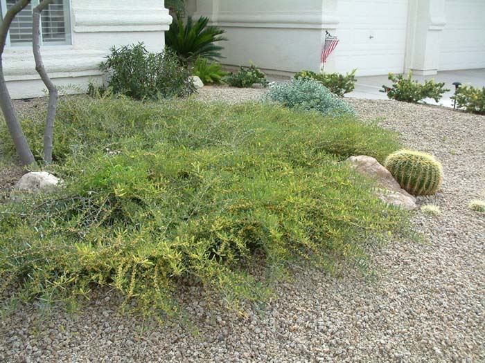 Plant photo of: Acacia redolens