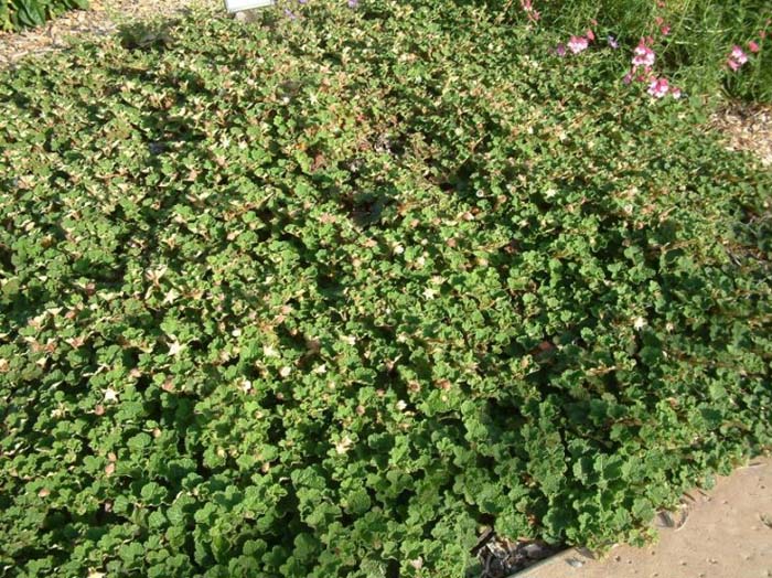Plant photo of: Rubus rolfei