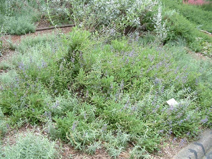 Plant photo of: Salvia sonomensis 'Dara's Choice'