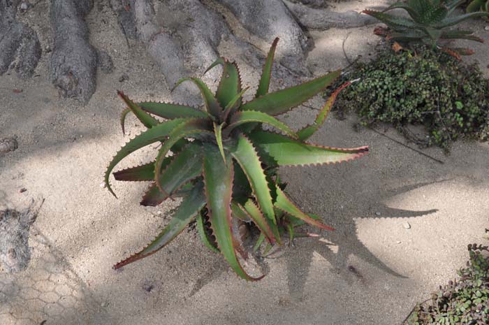 Plant photo of: Aloe elgonica