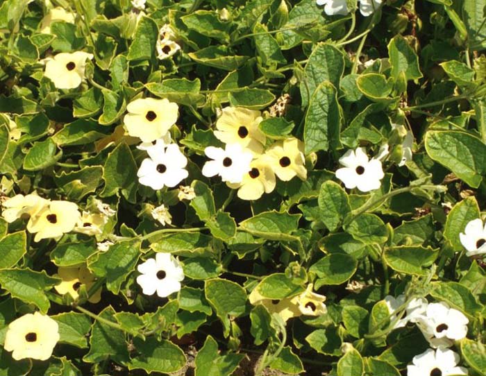 Plant photo of: Thunbergia alata