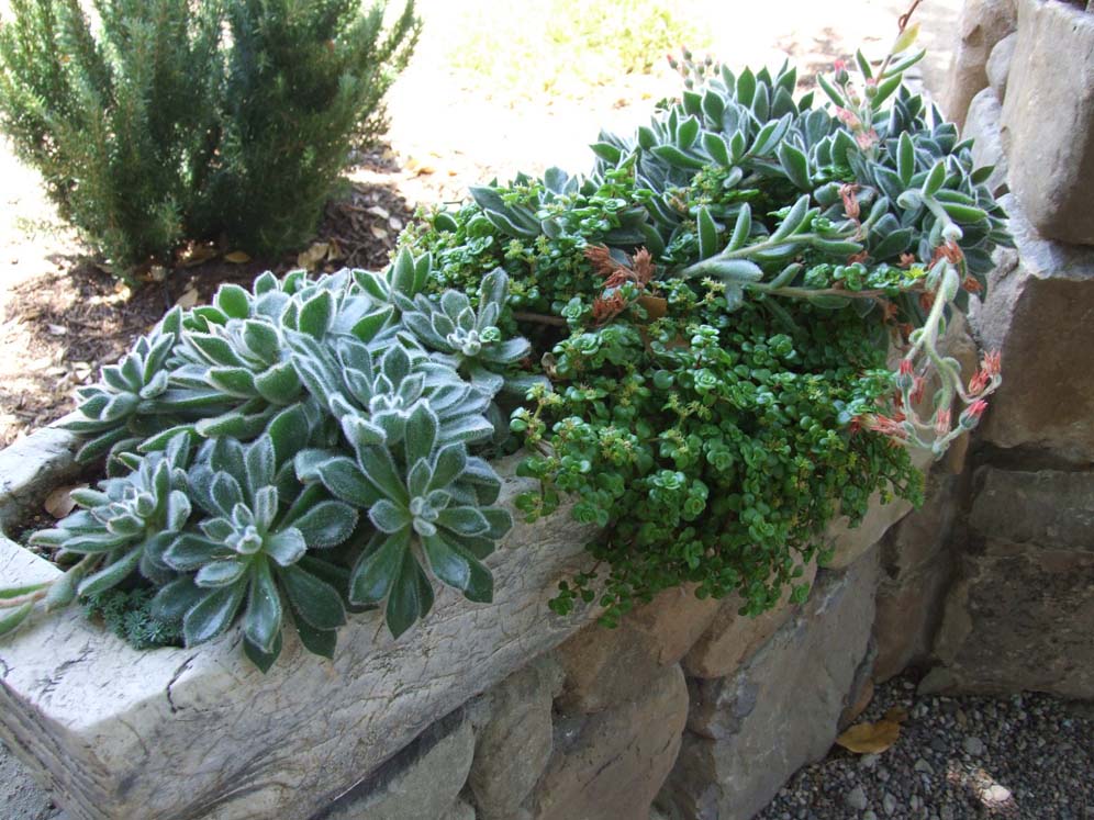 Drifts of Succulents