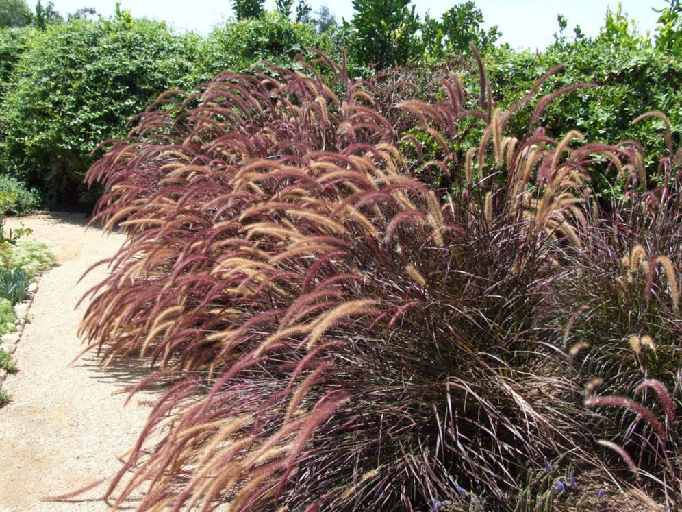 Pennisetum Beauties
