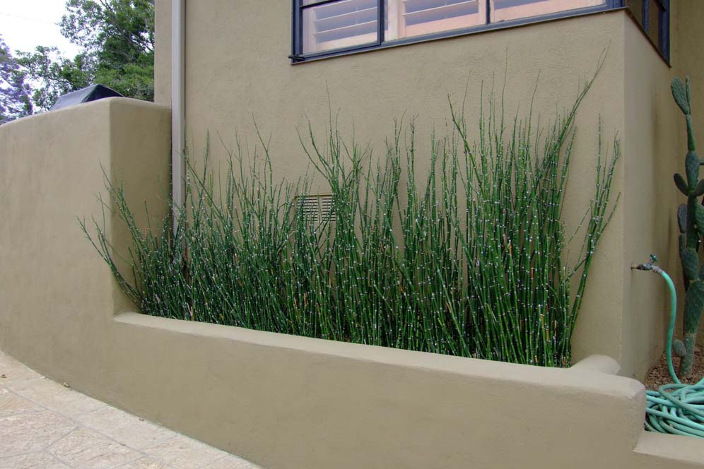 Horsetail Beauty