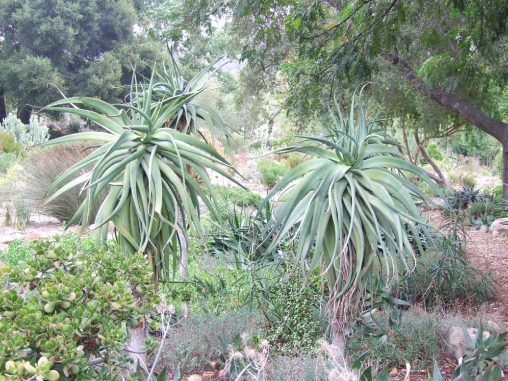 City of Succulents