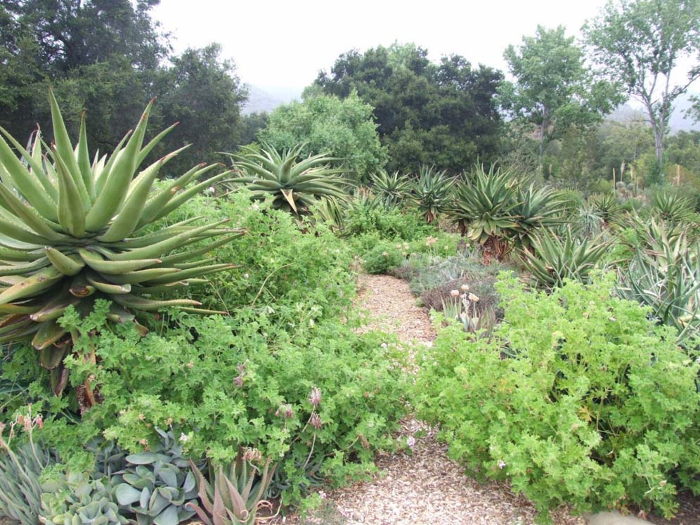 Semi-arid Garden