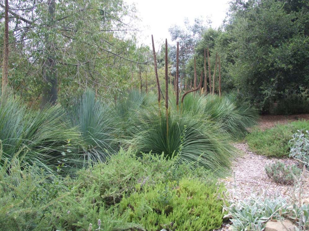 Ornamental Grasses Focal Point