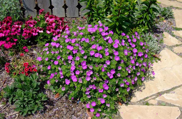 Geranium X cantabrigiense 'Biokovo'