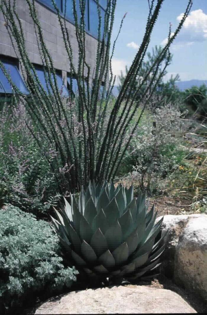 Agave parrasana