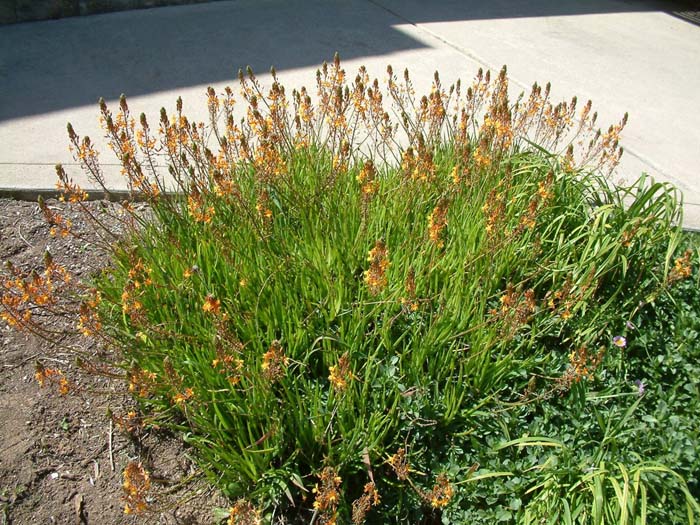 Bulbine frutescens 'Hallmark'