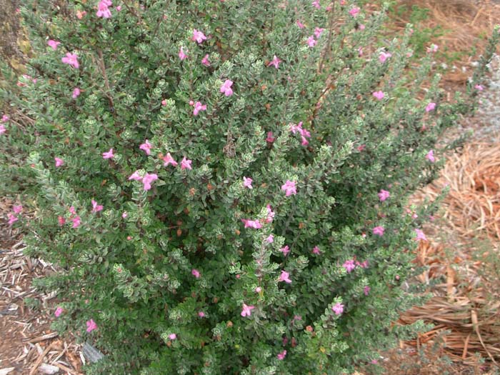 Leucophyllum frutescens 'Rain Cloud'