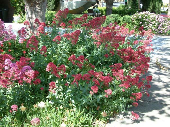 Centranthus ruber