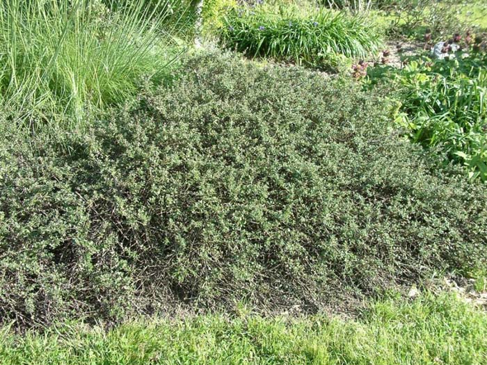 Artemisia californica