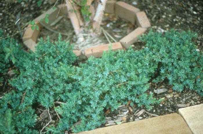 Shore Juniper