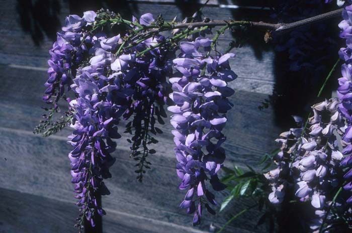 Wisteria sinensis 'Cooke's Special'