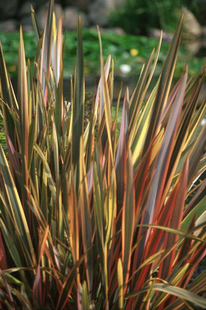 Phormium 'Rainbow Warrior'