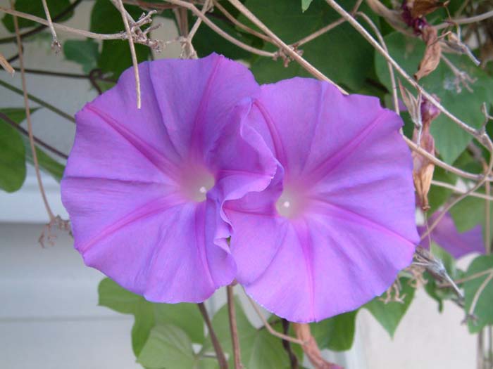 Ipomoea indica