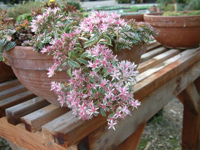 Sedum spurium 'Tricolor'