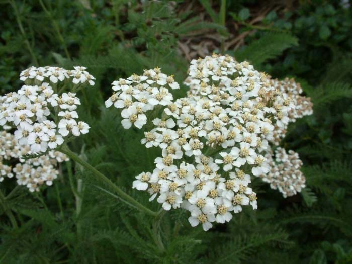 Plant photo of: Achillea millefolium