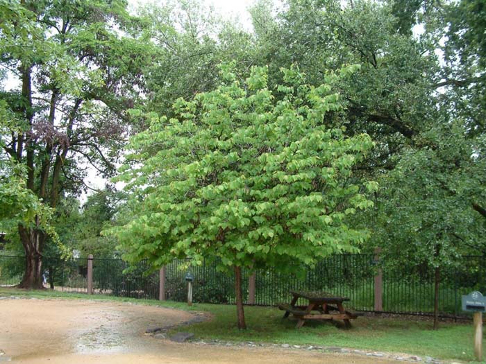 Plant photo of: Cercis canadensis