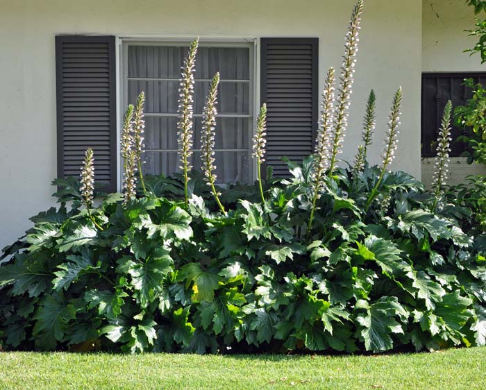 Plant photo of: Acanthus mollis