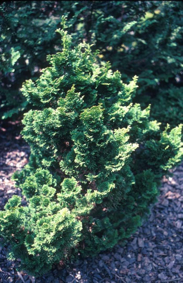 Chamaecyparis obtusa 'Nana'