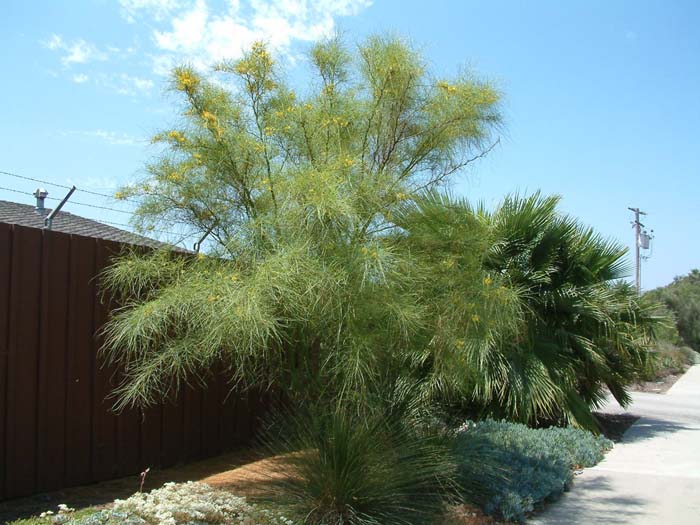 Parkinsonia aculeata