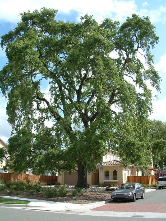 Quercus lobata