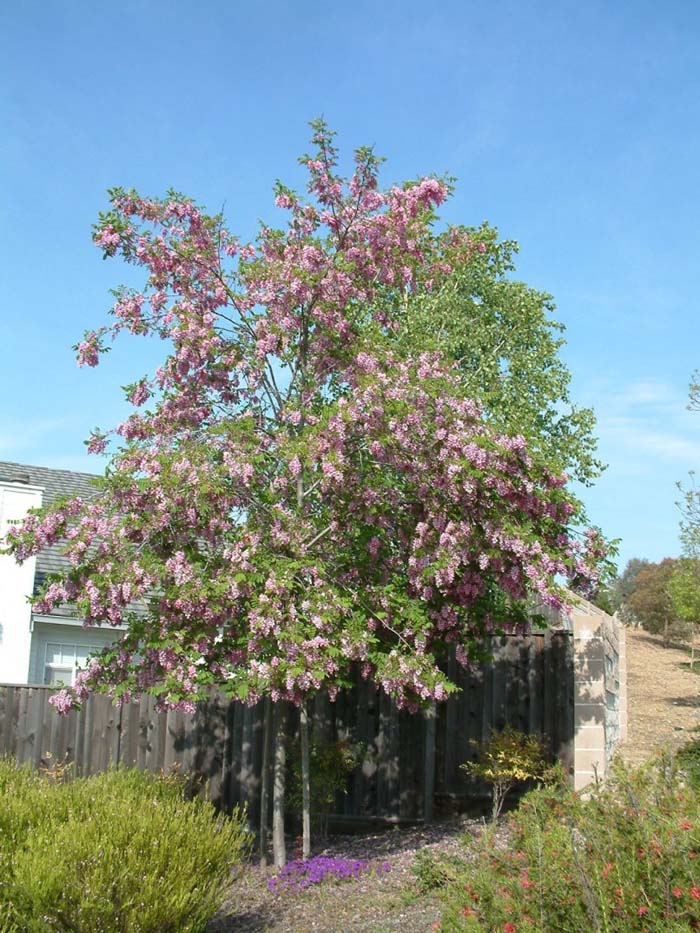 Plant photo of: Robinia X ambigua 'Idahoensis'