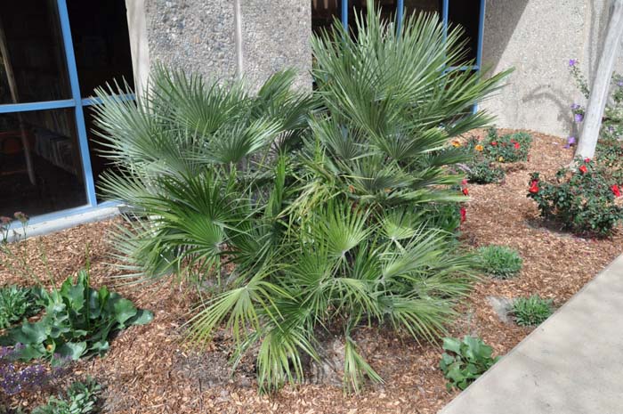 Chamaerops humilis