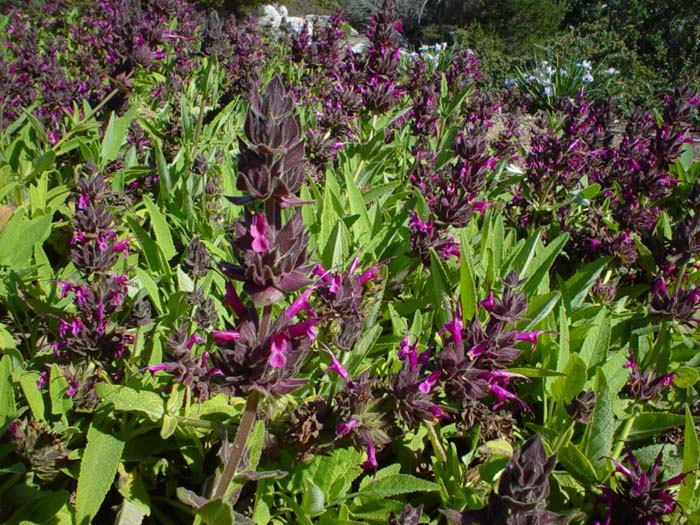 Salvia spathacea