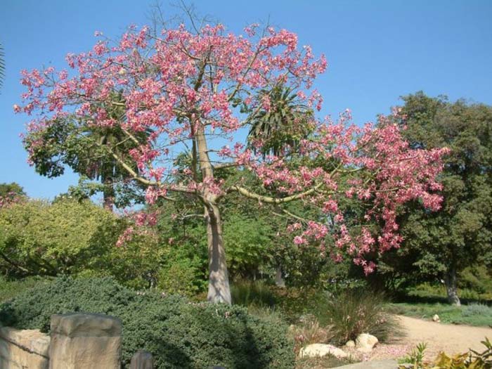 Ceiba speciosa