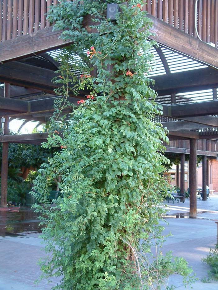 Campsis radicans