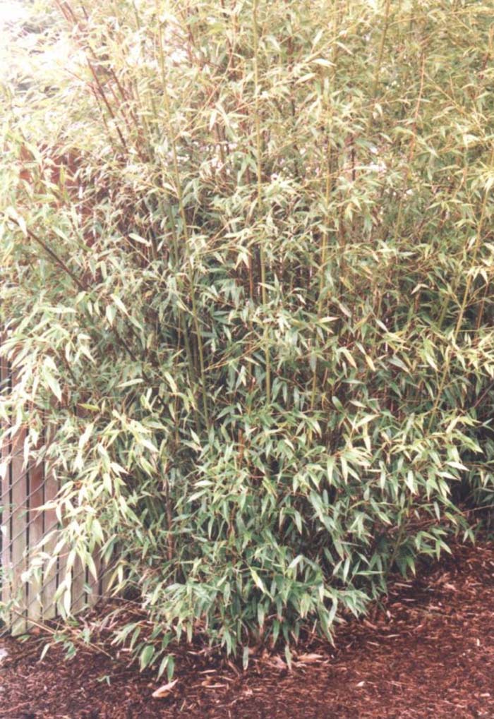 Phyllostachys nigra