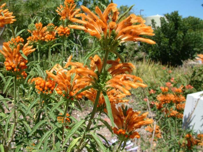 Leonotis leonorus