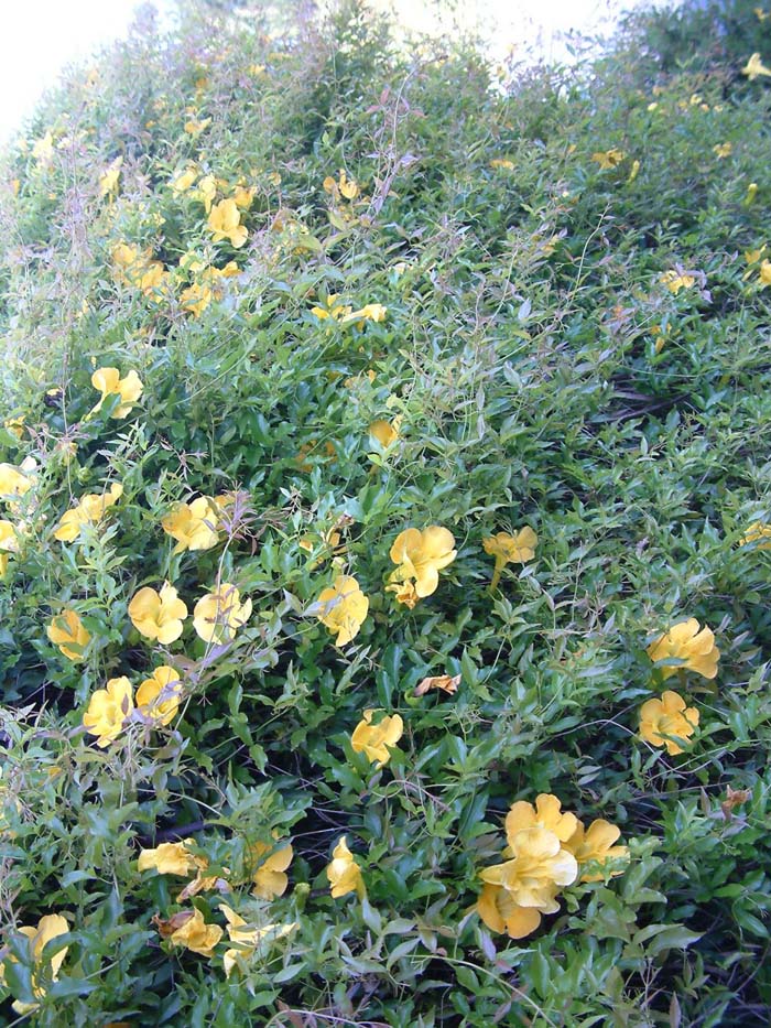 Cat's Claw Vine