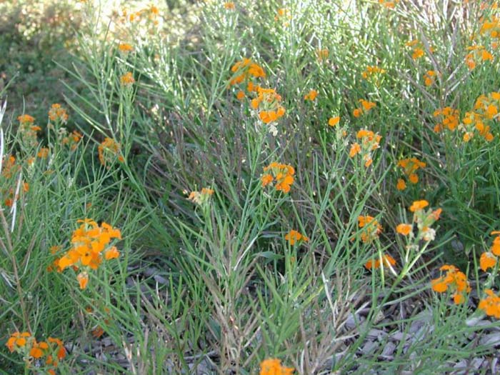 Erysimum X allionii