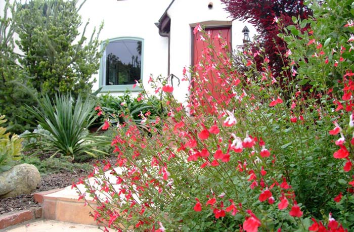 Salvia greggii 'Red Star'