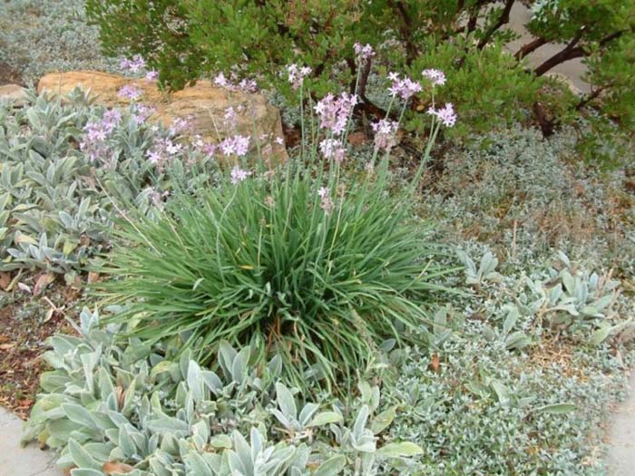 Tulbaghia violacea