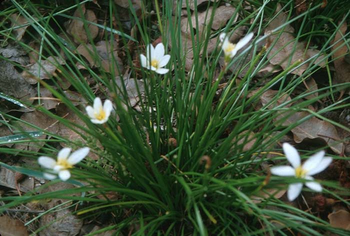 Plant photo of: Zephranthes candida