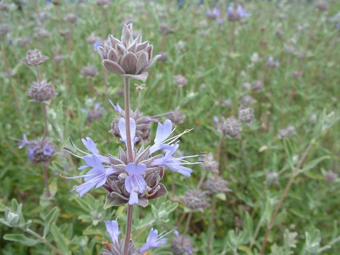 Plant photo of: Salvia clevelandii 'Aromas'