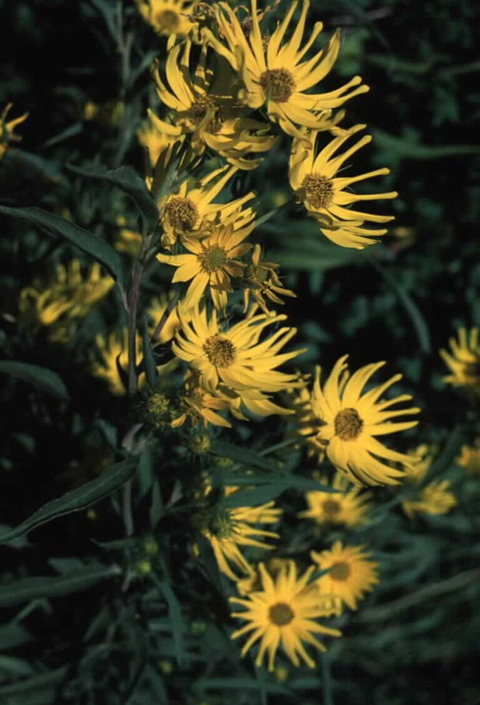 Helianthus maximilianii