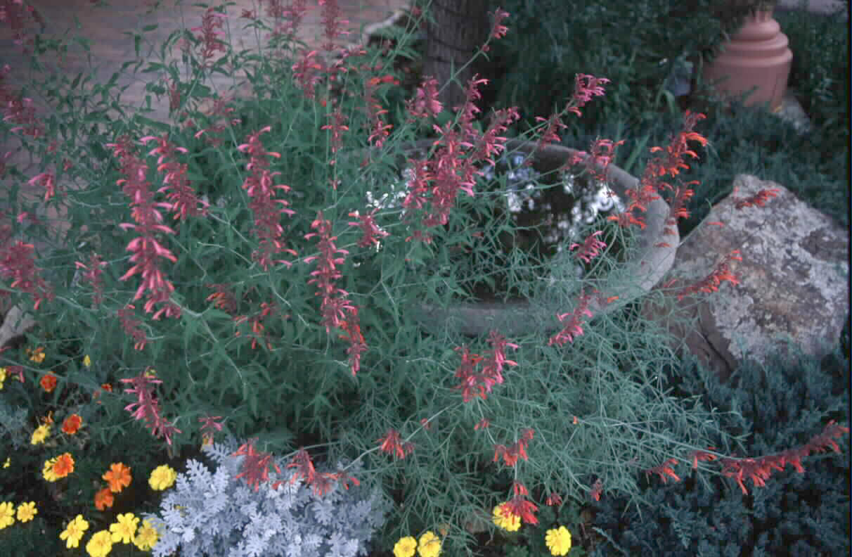 Agastache rupestris