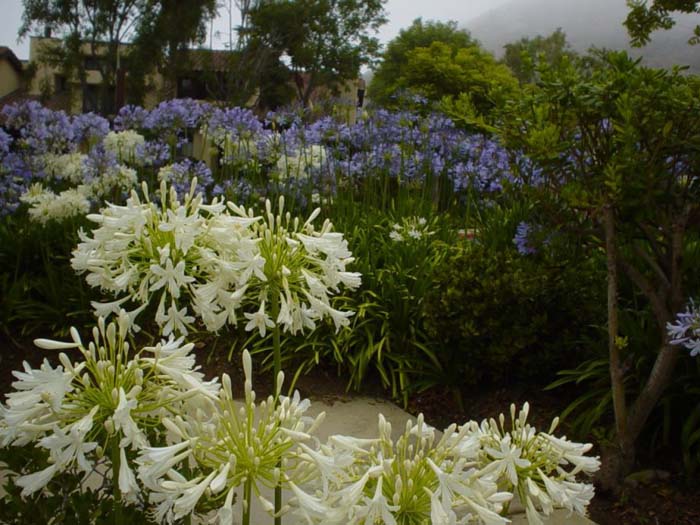 Plant photo of: Agapanthus 'White'