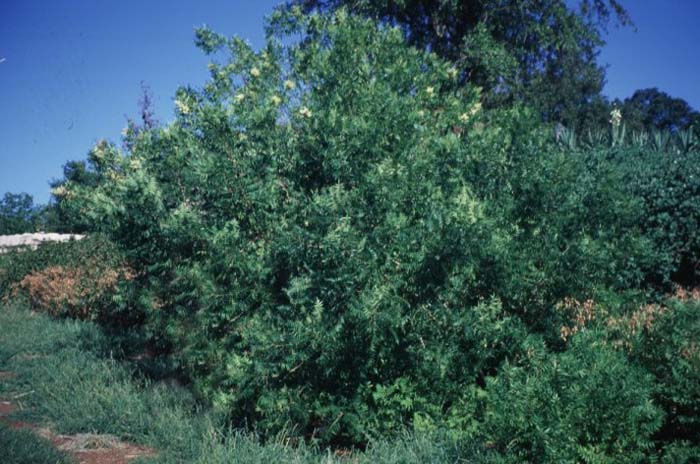 Flameleaf Sumac