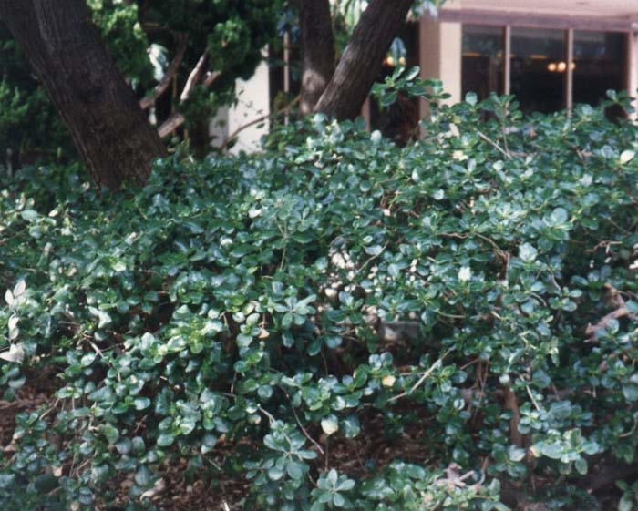 Coprosma repens