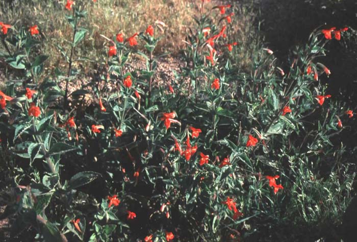 Mimulus cardinalis