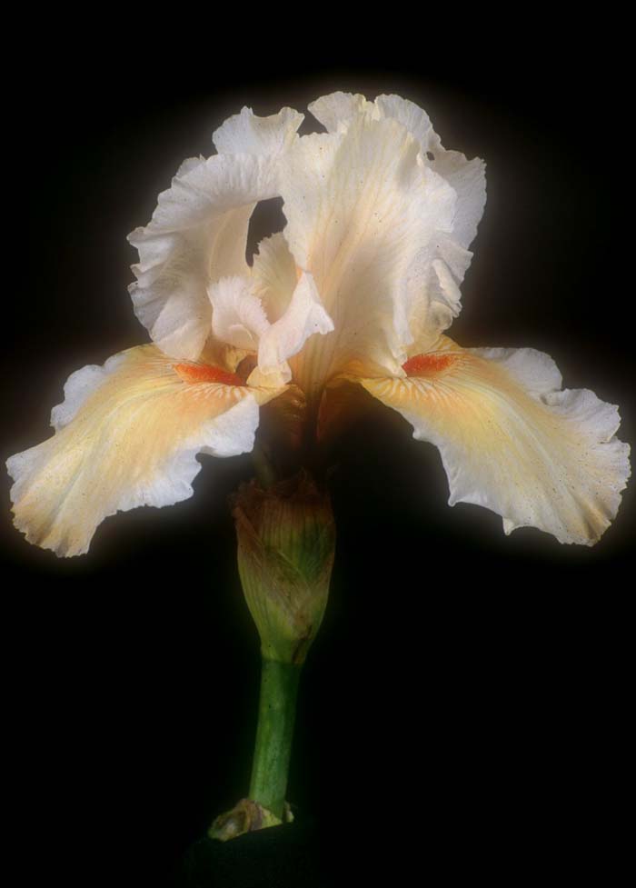 Plant photo of: Iris bearded 'Coral Beauty'