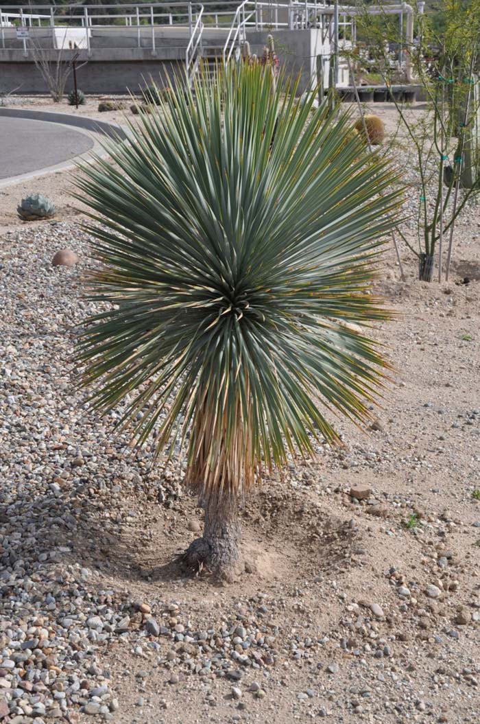 Plant photo of: Yucca rostrata